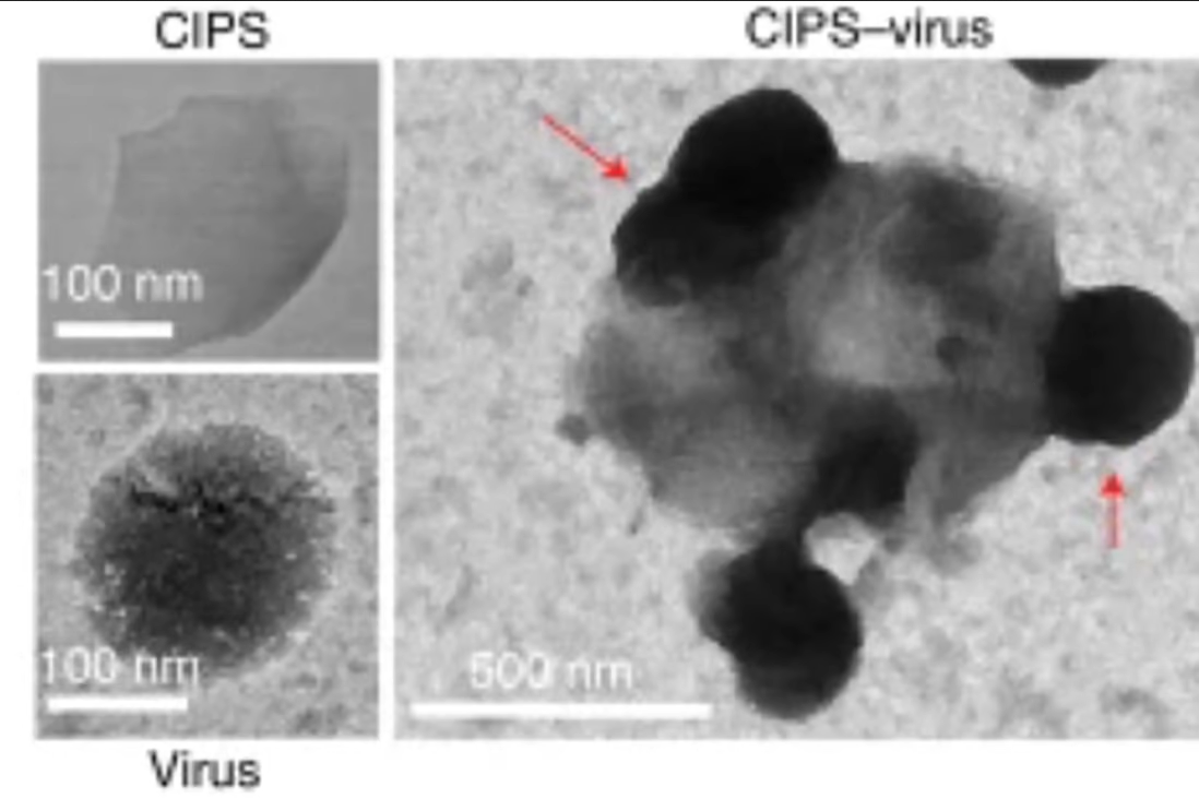 A Chinese research team developed a nano-material that can find sars-CoV-2 viruses in a living cell and remove them