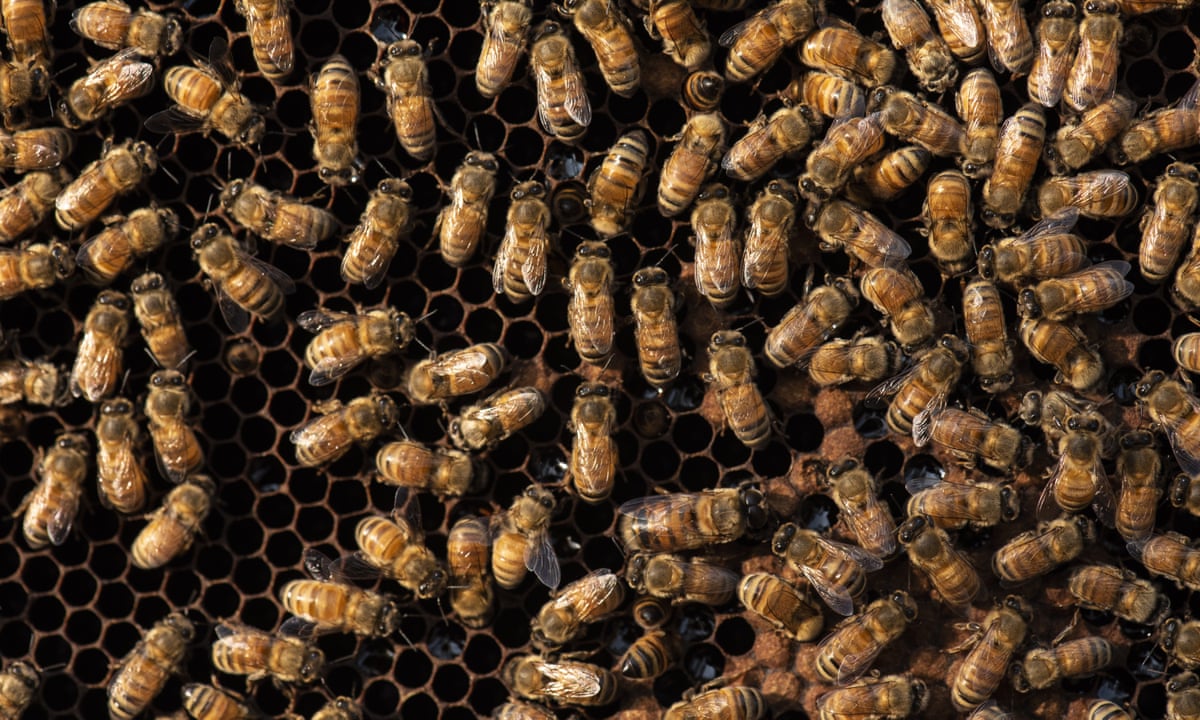 The United States Approves First Ever Vaccine For Bees