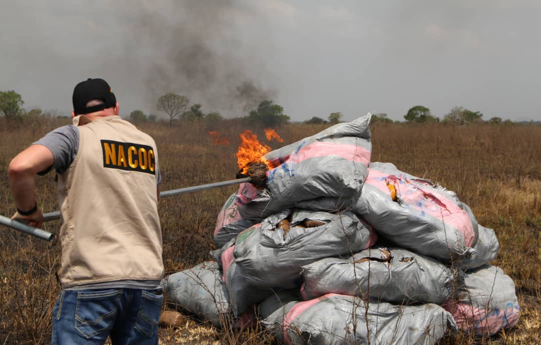 NACOC Destroys 50 Tonnes Of Cannabis Valued at GH¢50 Million