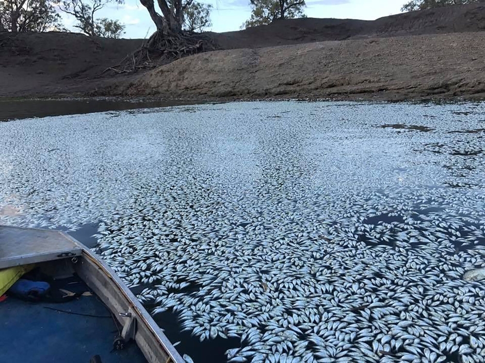 Many Dead Fish Are Found Near An Australian Town