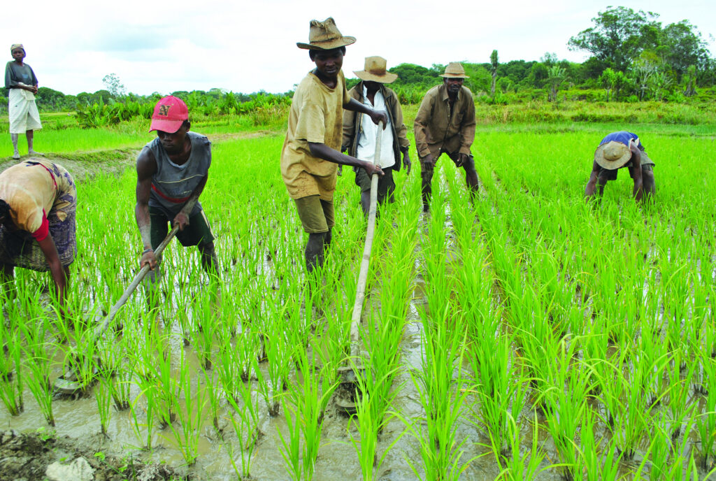 Agric Sector Growth Defies N1.8 trn Loan Infusions