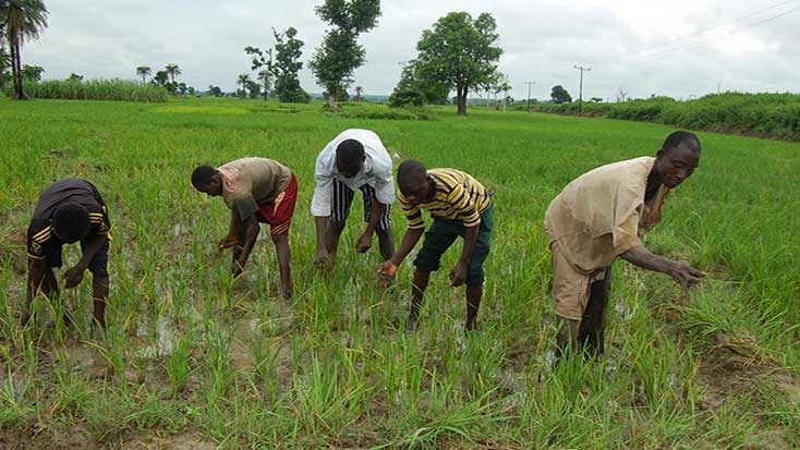 UK Boosts Efficiency Rice Production In Nigeria