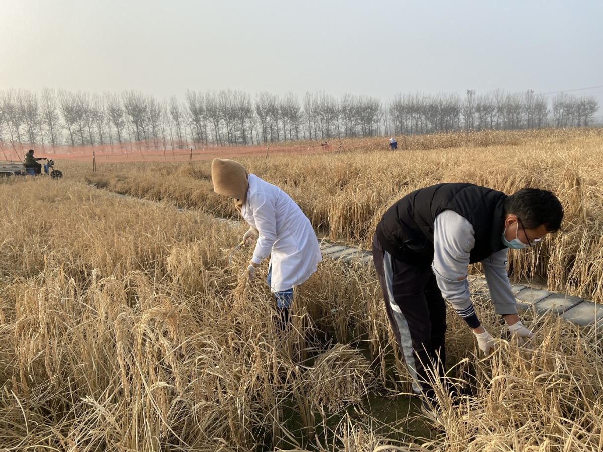 Chinese Scientists Uncover Genetic Code to Boost Rice Grain Yield