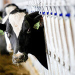 12th Confirmed Cases Of Bird Flu Detected In Wyoming Cattle Herd