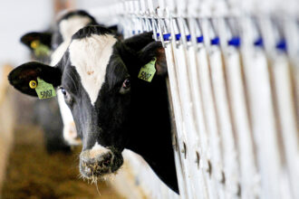 12th Confirmed Cases Of Bird Flu Detected In Wyoming Cattle Herd