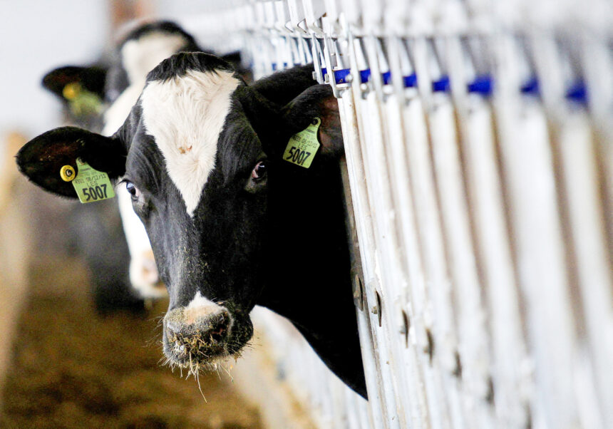 12th Confirmed Cases Of Bird Flu Detected In Wyoming Cattle Herd