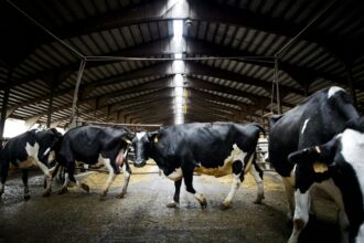 First Case Of Bird flu Detected In Benton County Dairy Herd