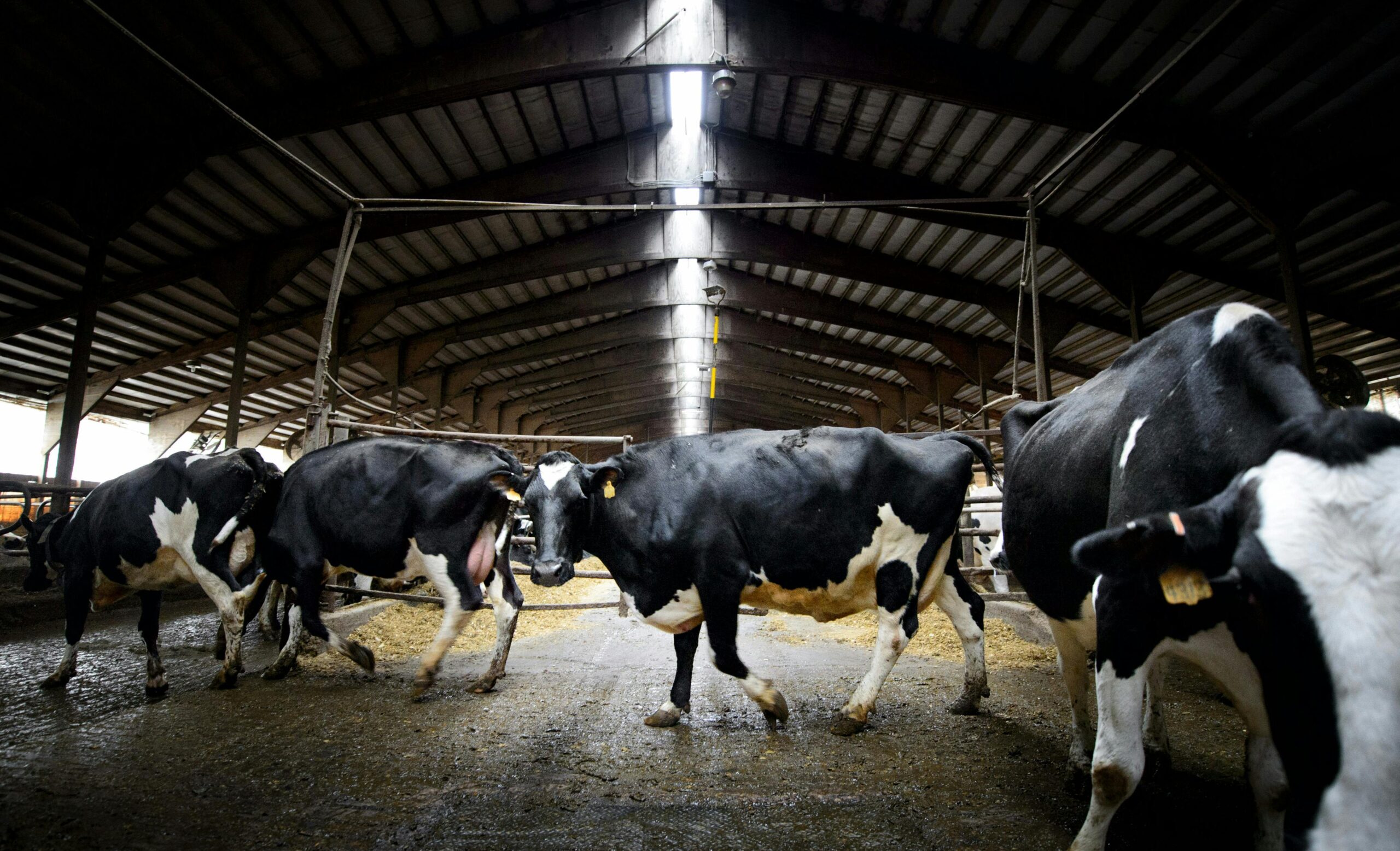 First Case Of Bird flu Detected In Benton County Dairy Herd