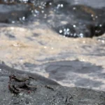 State of Emergency Declared in Gran Canaria Over Major Oil Spill