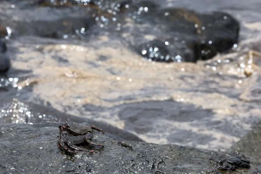 State of Emergency Declared in Gran Canaria Over Major Oil Spill