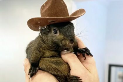 Peanut the Squirrel Sparks Memecoin Craze on Solana